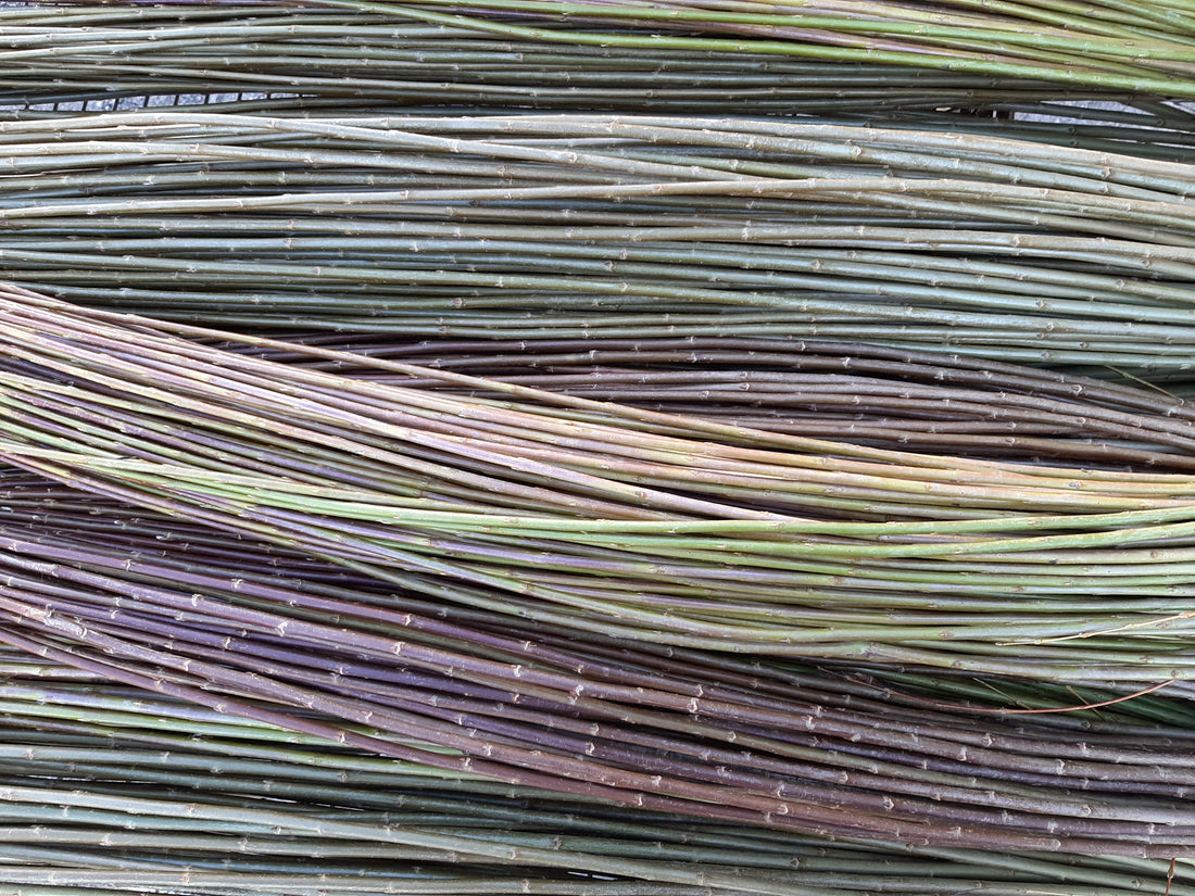 Hvilke pilesorter skal jeg dyrke?