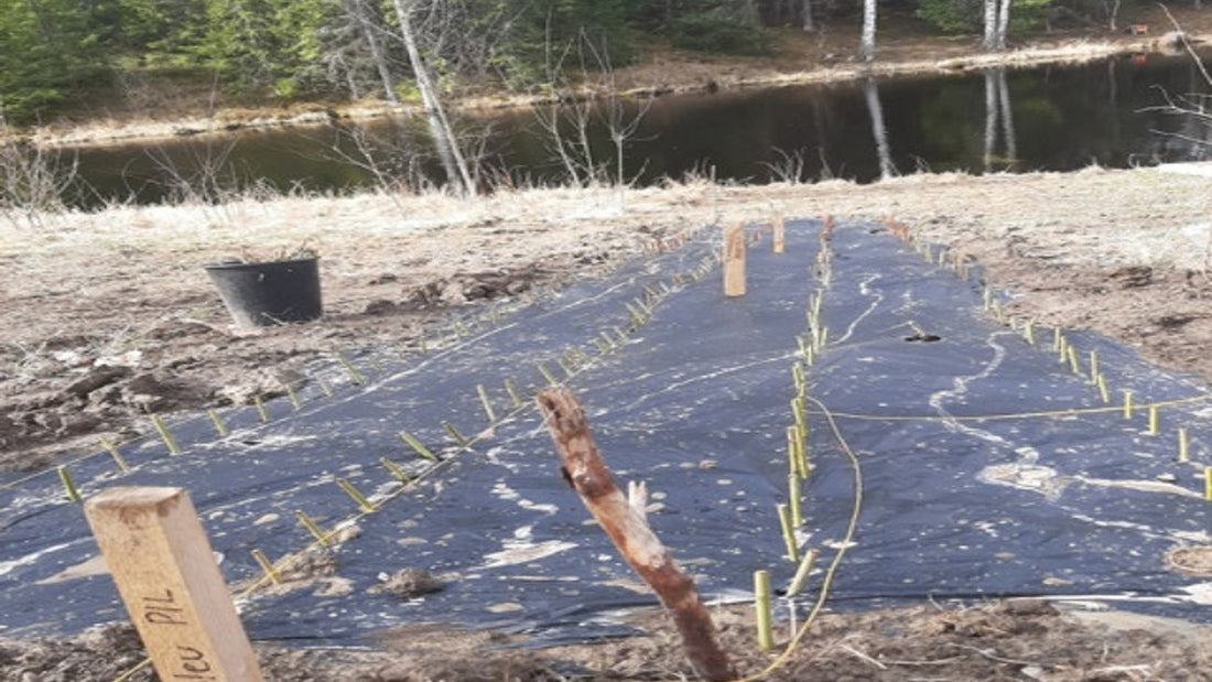 Slik dyrker du pil i hagen