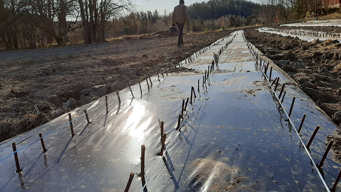Hvor mange pilestiklinger trenger du?